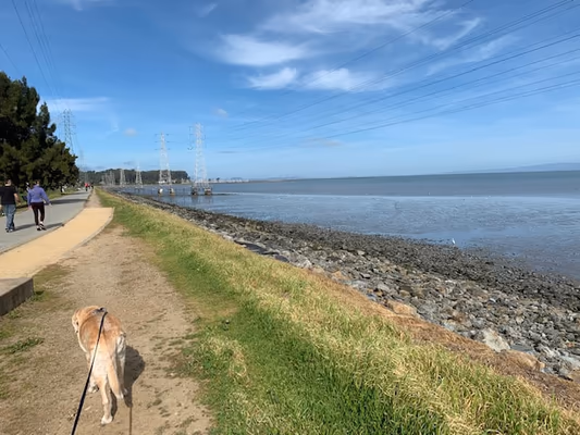 Seal Point Harbor Dog Park photo 1